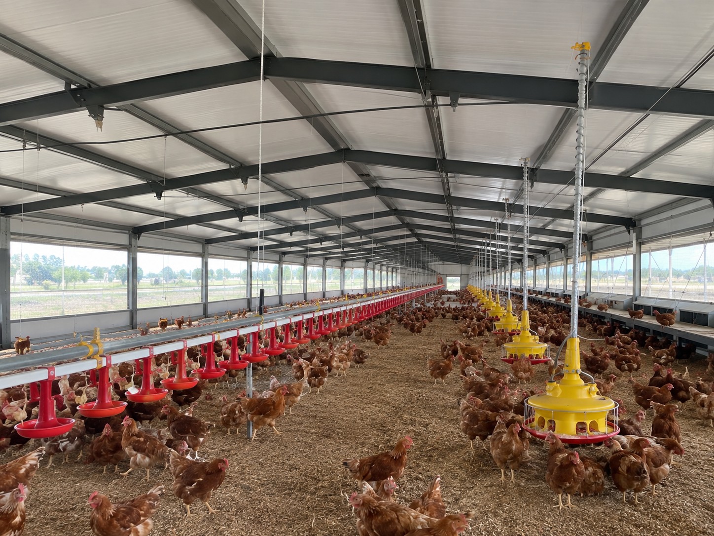 Livestock buildings — project 6